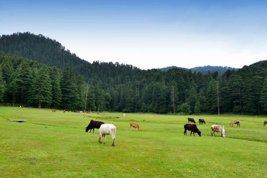 Dharamshala Dalhousie Tour Package from Chandigarh – 5 Days 4 Nights